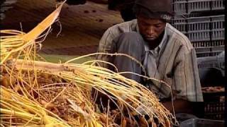 THE DATES OF AL JUFRAH DESERT - documentary by Walter Bencini
