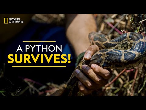 A Python Survives! | Snakes SOS: Goa's Wildest | National Geographic