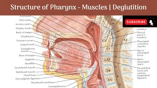 Structure of Pharynx | Layers | Muscles - Constrictors & Longitudinal | Nerve Supply |Deglutition |