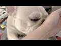 慰める犬【フレンチブルドッグ frenchbulldog】