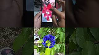 WONDER FLOWER #nature #filterviral #shortvideo