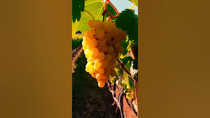 Grape growing 2 #grapegrowing #fruit #grapeharvest #wine #grapevine #nature #grape #farming