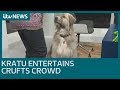 Kratu's hilarious routine has Crufts crowd in hysterics | ITV News