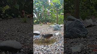 🐧white breasted waterhen bird sound 🦢 Is Back