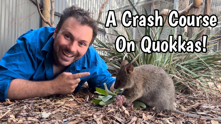 The Quokka - The Marsupial Selfie King!
