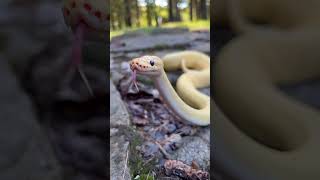 Banana pinstripe ball python #ballpython #snake #reptiles #pets #animals