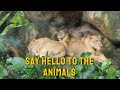 Say Hello To Animals