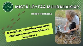 Mistä löytää muurahaisia?