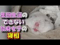 寝相が悪いのも多頭飼いに適さない理由の１つ？【テロップなし/ハムスター/土飼育/飼い方/かわいい/ペット/小動物/Keeping hamsters in the soil】