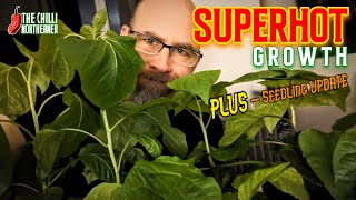 Super Growth & Seedlings Update! #gardening #chillies