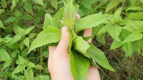 CÂY YÊN BẠCH- THẢO DƯỢC LÂU ĐỜI VỚI NHIỀU TÁC DỤNG AI CŨNG NÊN BIẾT.