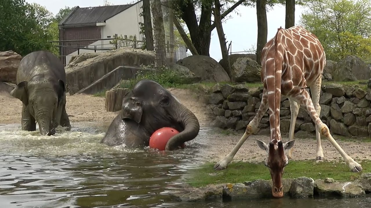 Зоопарк Амстердам — ARTIS Royal Zoo