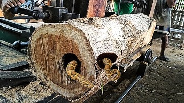 surprising discovery of teak logs when sawed by sawmill