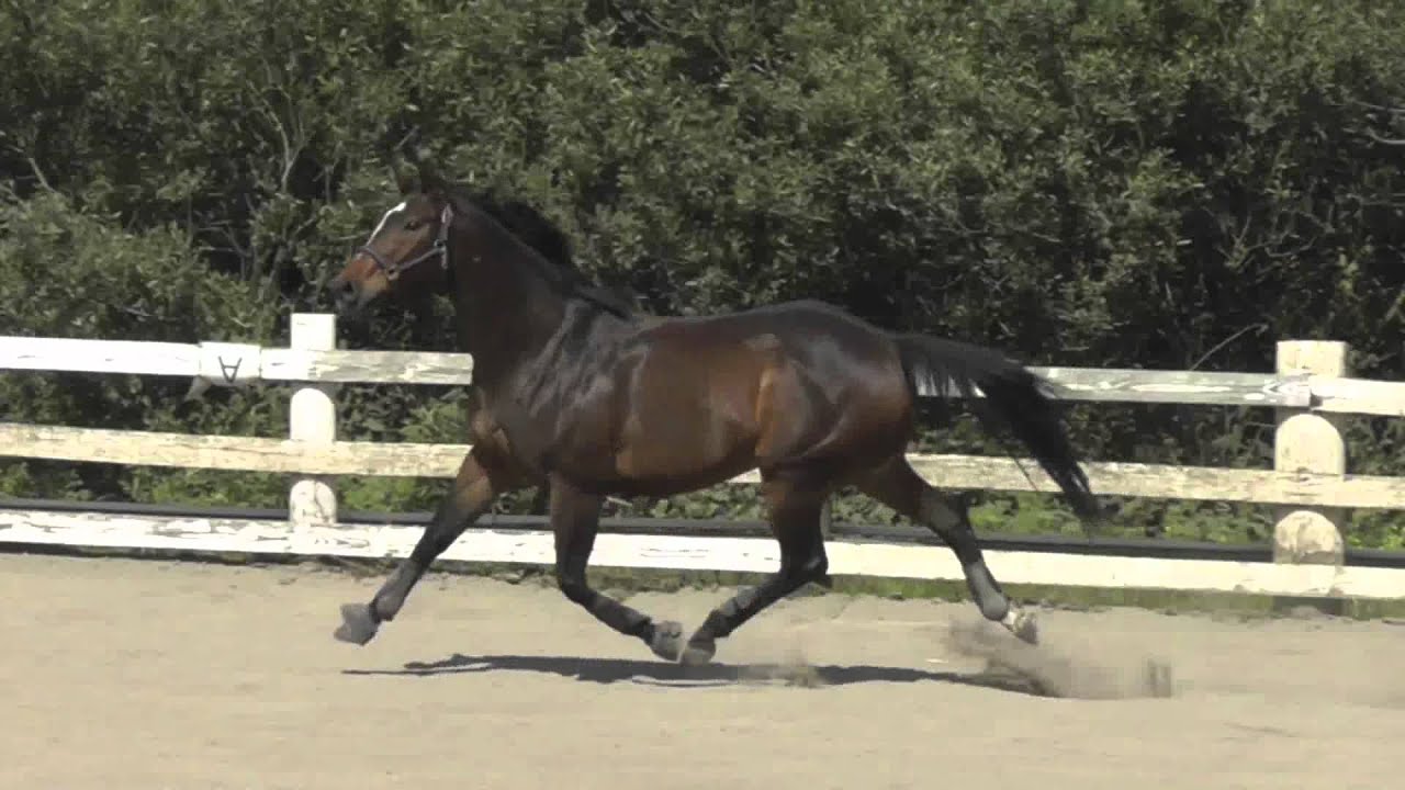 Free Jumping Horses: Mojo