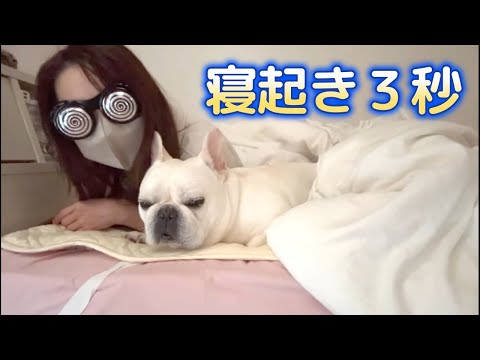 お手伝いさんをお迎えする☀️【フレンチブルドッグ frenchbulldog】