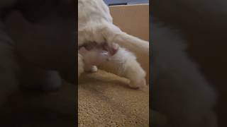persiancat giving birth