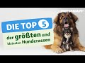 Top 5 grte und kleinste hunderassen i fressnapf