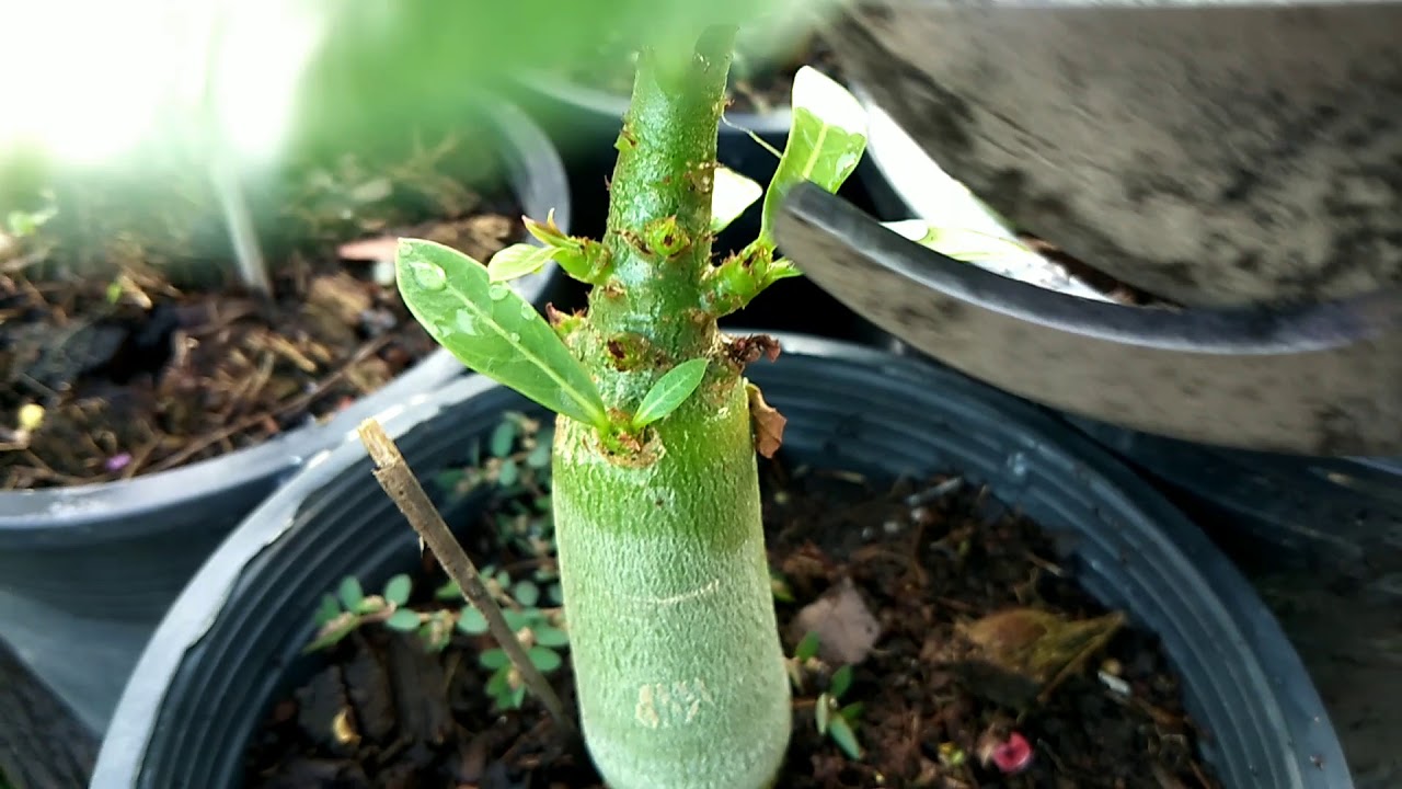 ลิบใบเลี้ยงยอดชวนชม,และลิบใบเพื่อบังคับให้ออกดอก