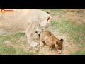 Белая львица Джуна учит детей отстаивать свой кусок. Тайган. White lioness Juna with cubs.Taigan.
