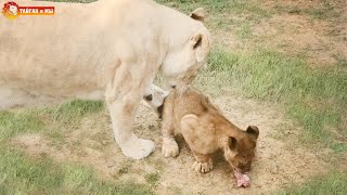 Белая львица Джуна учит детей отстаивать свой кусок. Тайган. White lioness Juna with cubs.Taigan.