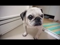 お風呂までついてくるパグ！Pug
