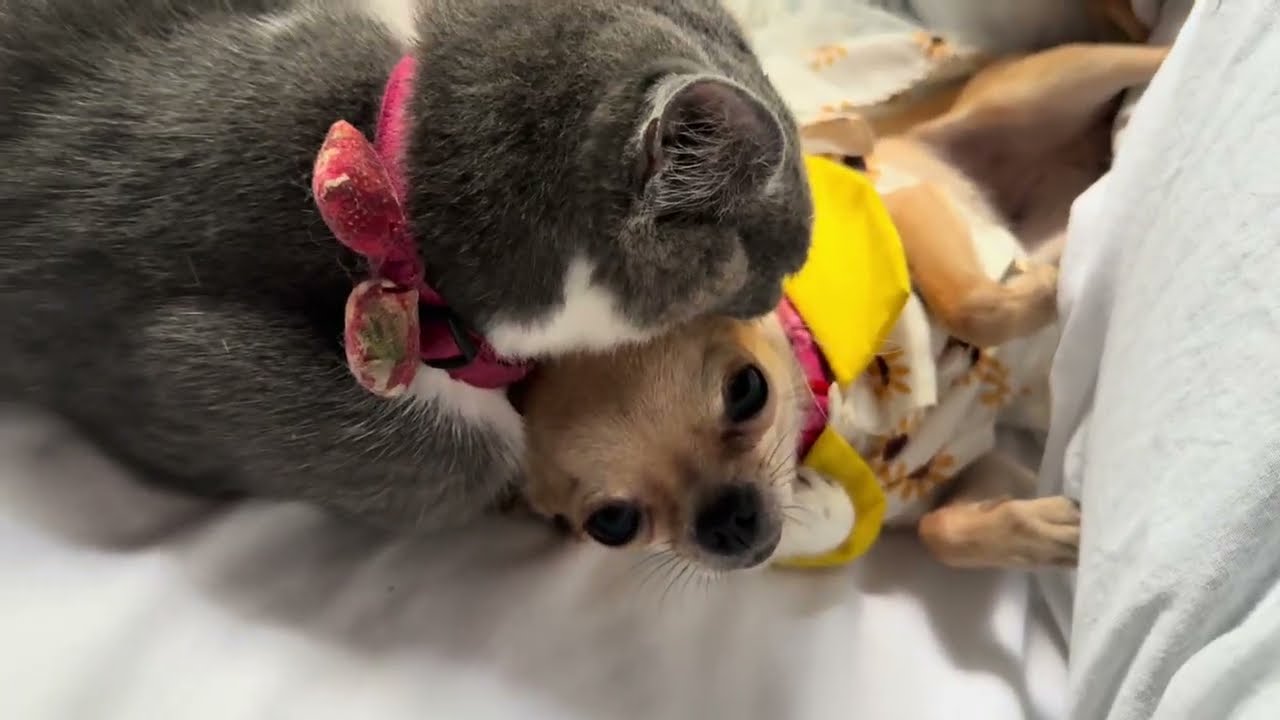 犬猫ニャンプロなめたりかんだりDog and Cat Wrestling．