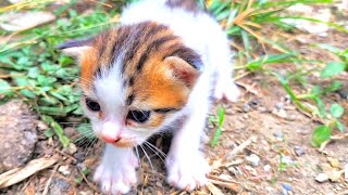 Kucing Lucu ❗ Anak Kucing Bermain, Bayi Kucing Belajar Jalan, Funny Cat