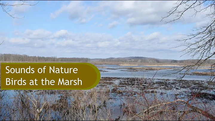 Geneva Marsh Photo 2