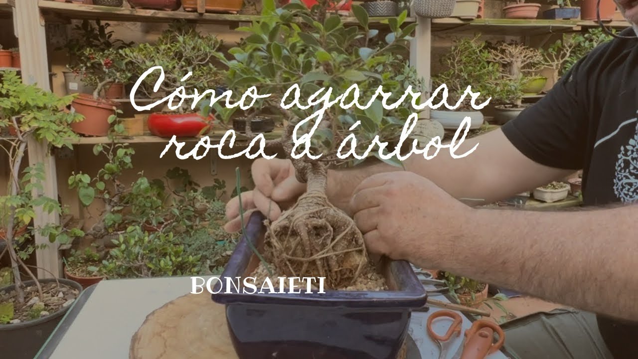 Cómo agarrar la piedra al árbol