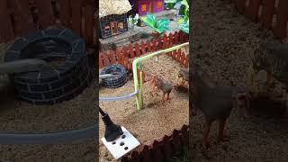 Cleaning Dirty Animals & Making a Beautiful Farm in Mini World