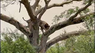 tree climbing lions with Gorilla O'clock
