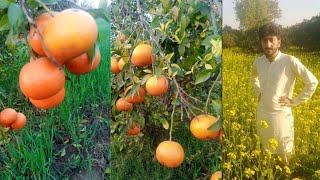 My Village My Village Life Zarraq Creation