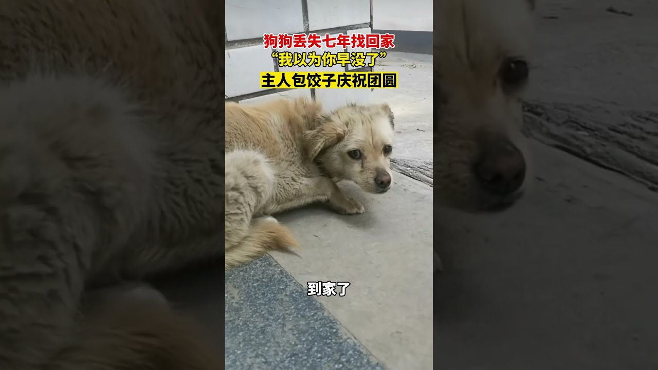 流浪小猫在地下停车场走丢，在门口上演母子相聚，网友：泪目了