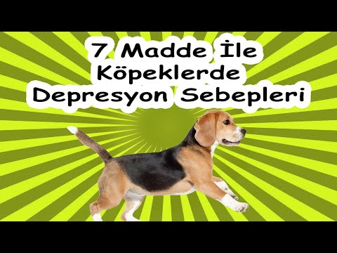 Video: Köpekler Depresyona Girebilir Mi?