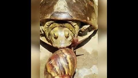 Turtle and Snail Best Video