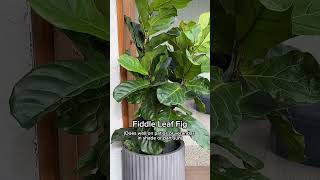 Best plants for shady outdoor areas 🌿 #gardendecor #indoorplantstyling #gardenpots #garden