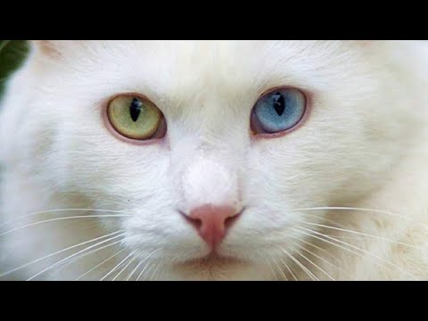 Ангорская кошка плюсы и минусы породы | Породы кошек | Порода кошек Турецкая ангора
