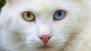 Ангорская кошка плюсы и минусы породы | Породы кошек | Порода кошек Турецкая ангора