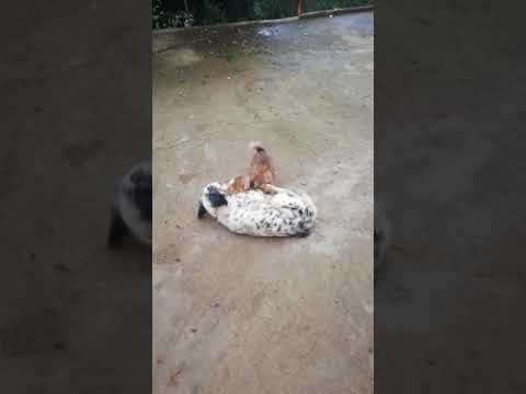 Video: Bloodhound Köpək Hipoalerjenik, Sağlamlıq Və Ömür