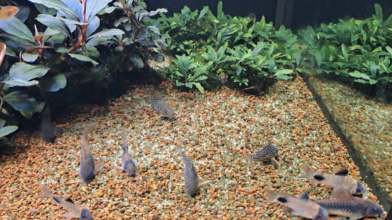 Кормежка Коридорасов. Corydoras feeding. YouTube