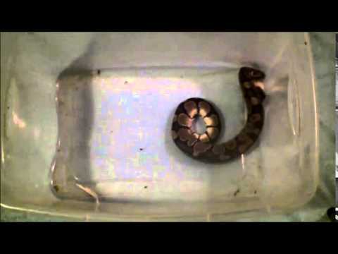 Don's Ball python in slow motion