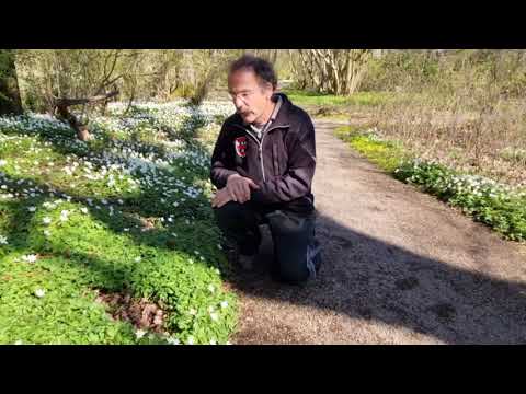 Video: Maagdenpalm (49 Foto's): Wat Is Deze Plant? Planten En Verzorgen In Het Open Veld, Groeien In De Oeral, Beschrijving Van Variëteiten En Soorten Met Namen