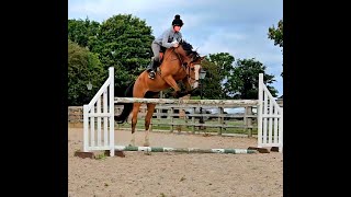 Rocco Show Jumping