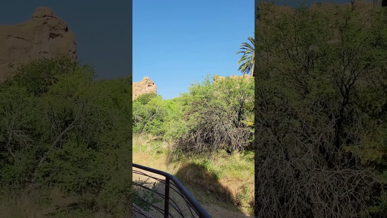 Tree Canopy at Boyce Thompson Arboretum 