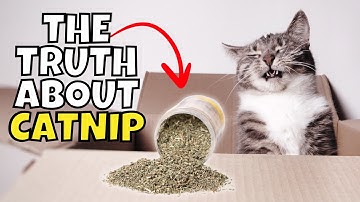 The Shocking Truth About Catnip (What Catnip Does to Cats) 🌿🙀