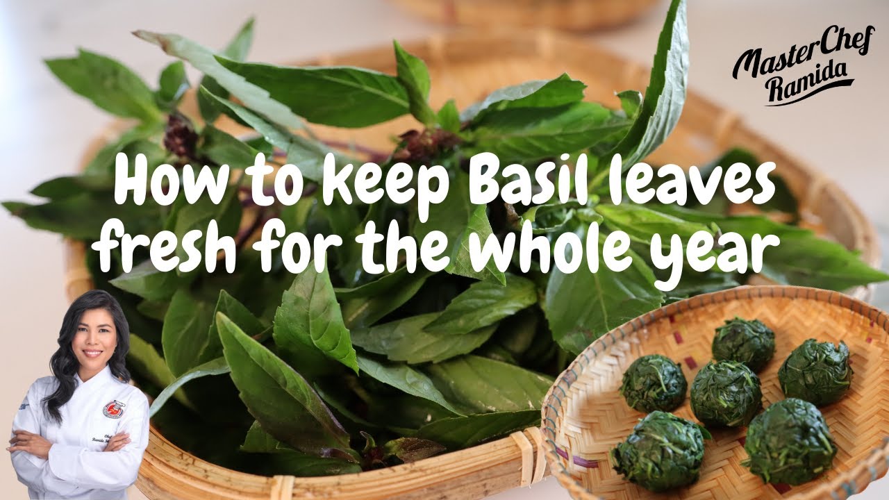 How To Keep Basil Leaves Fresh For The Whole Year/ Thai Basil Leaves/Holy Basil Leaves