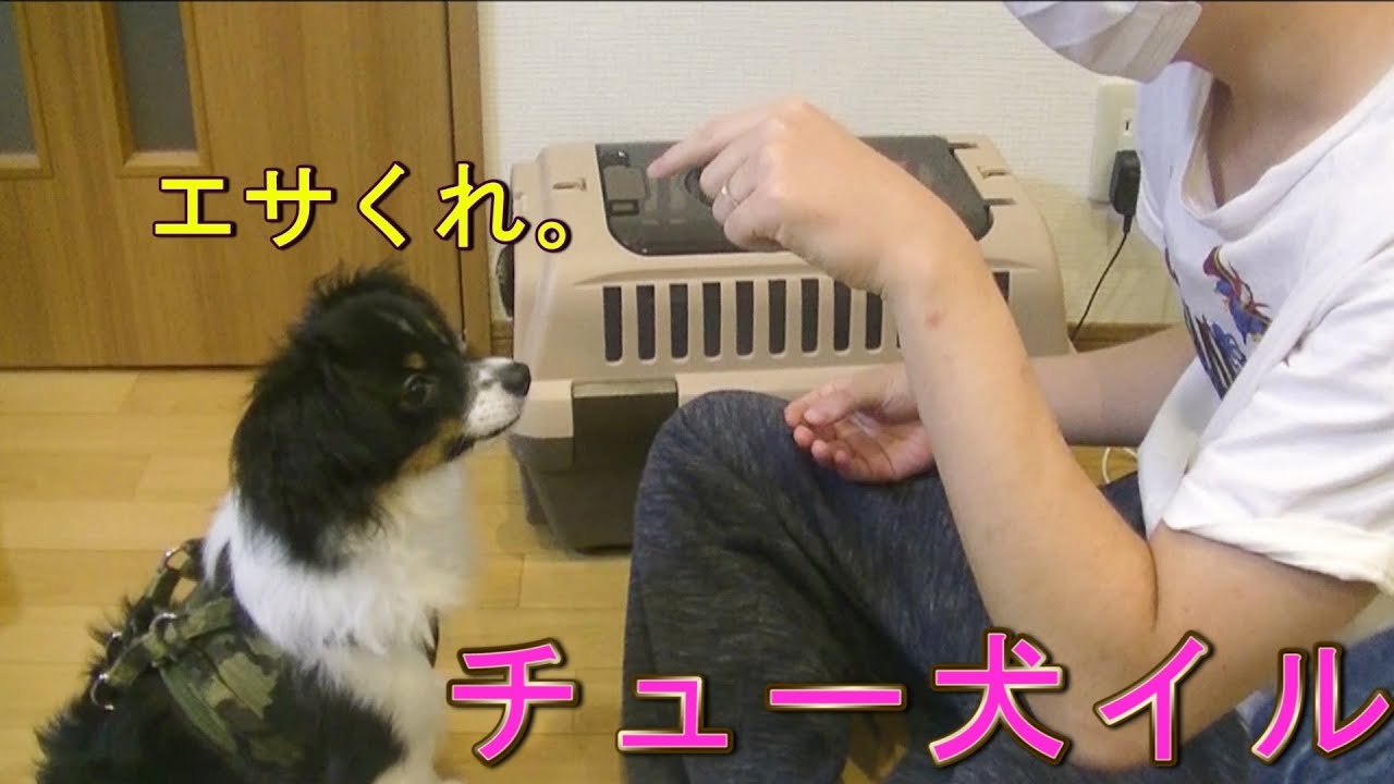 めんどくさい飼い主の指示に従う忠犬イル パピヨン ファーレン Loyal Puppy Youtube