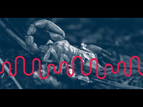 Vídeo: The Creepy Crawlies: pulgas e carrapatos