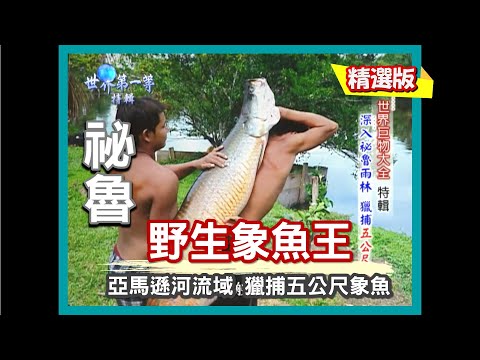 【祕魯】深入祕魯雨林 獵捕 5 公尺象魚｜《世界第一等》314集小馬精華版