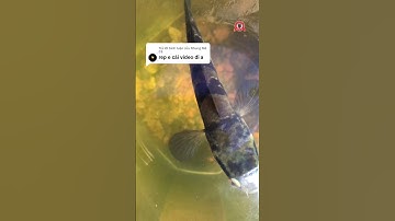 tình trạng cá form trong keo 10 lit